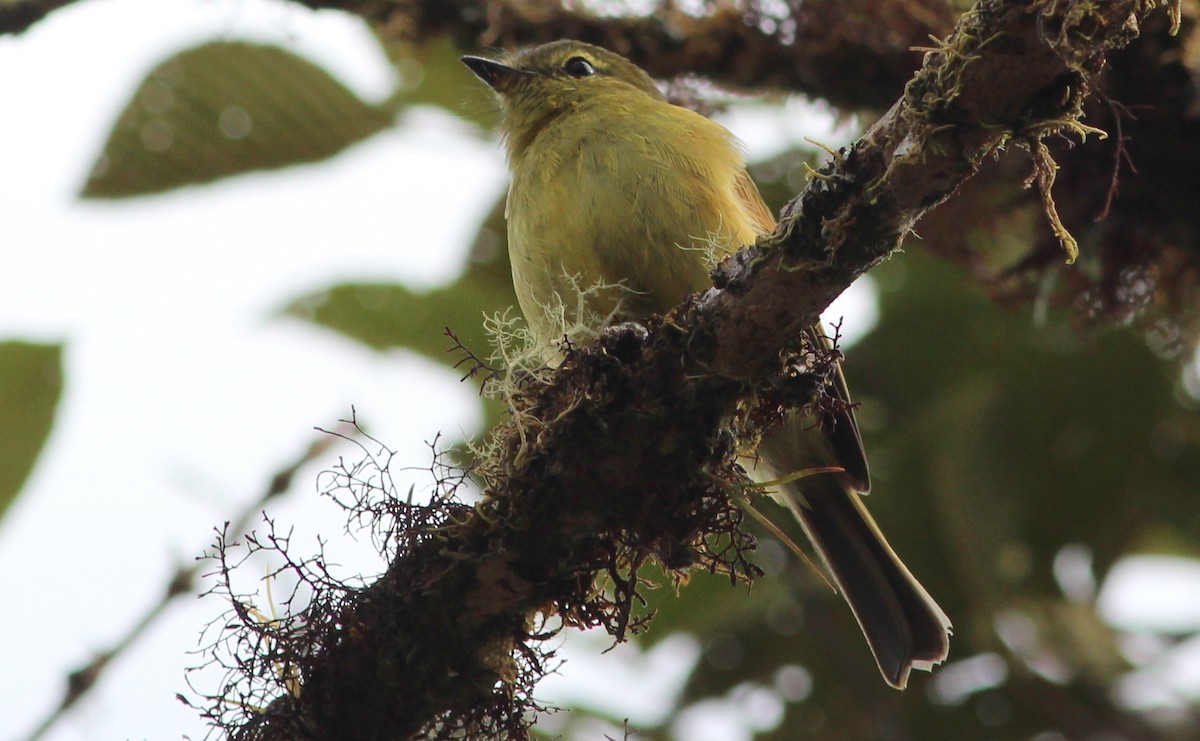 Flavescent Flycatcher - ML139580161