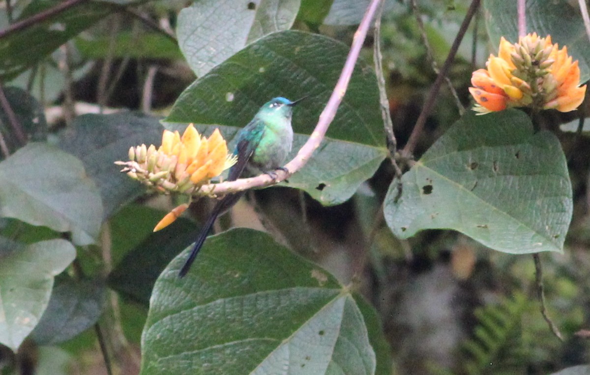Long-tailed Sylph - ML139580181