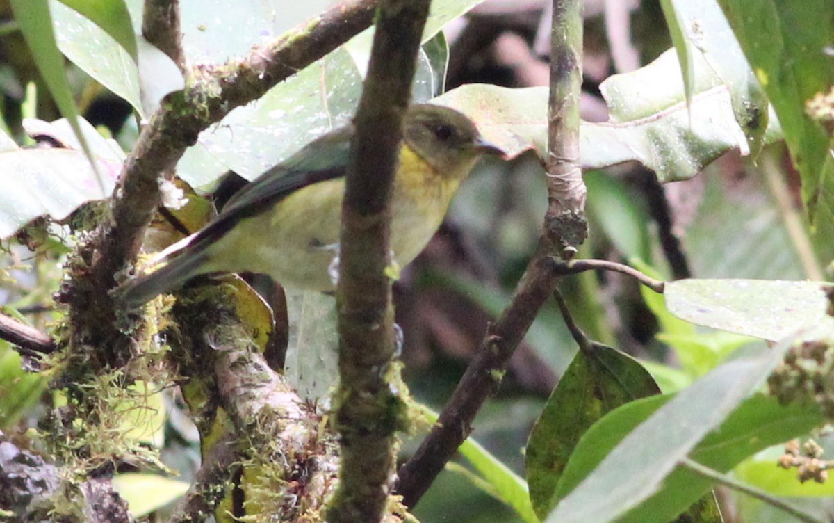 Golden-collared Honeycreeper - ML139580201