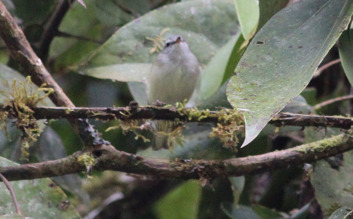 White-tailed Tyrannulet - ML139580231