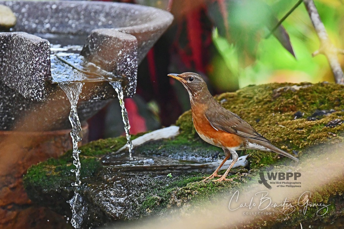 Brown-headed Thrush - ML139581271