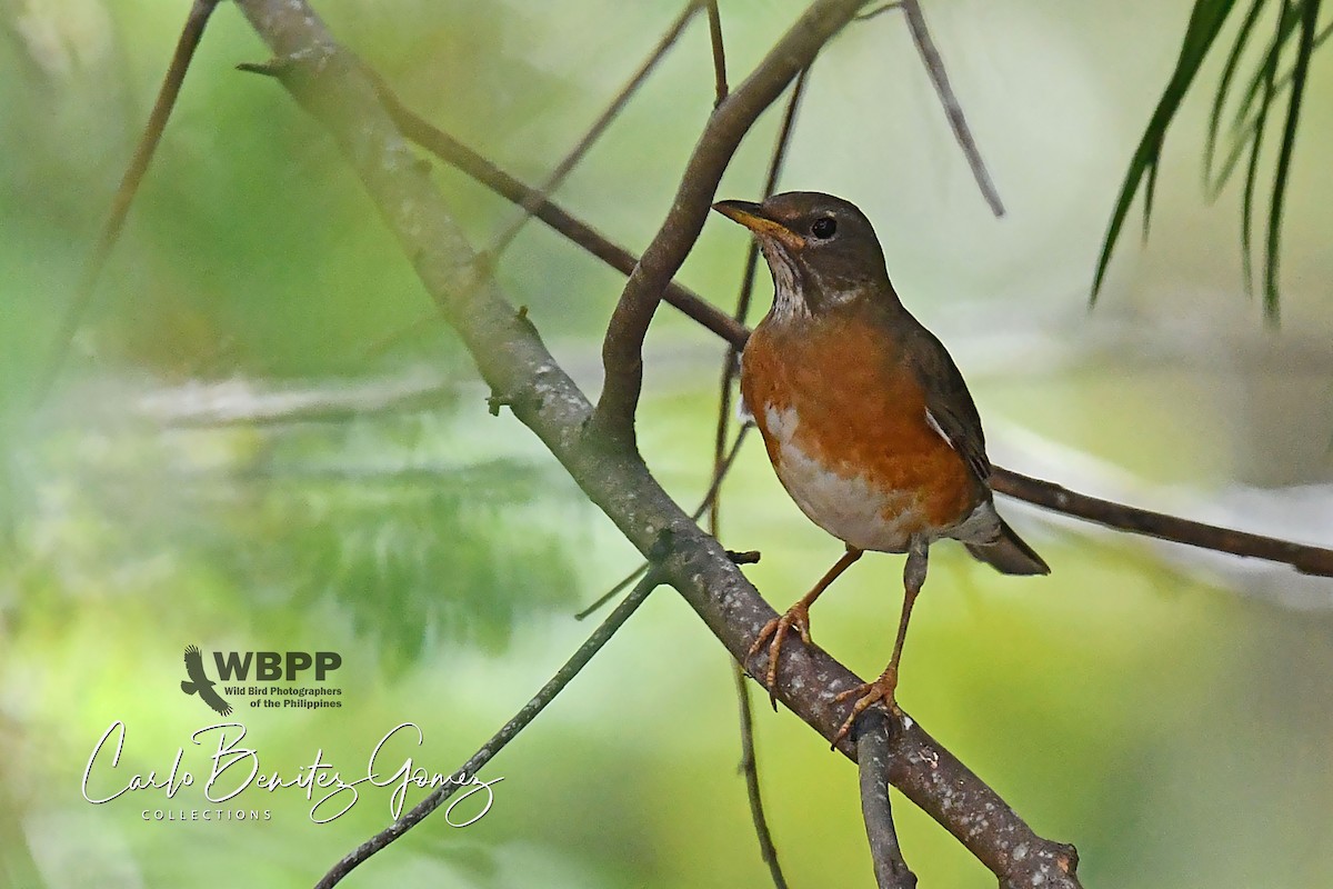 赤腹鶇 - ML139582081