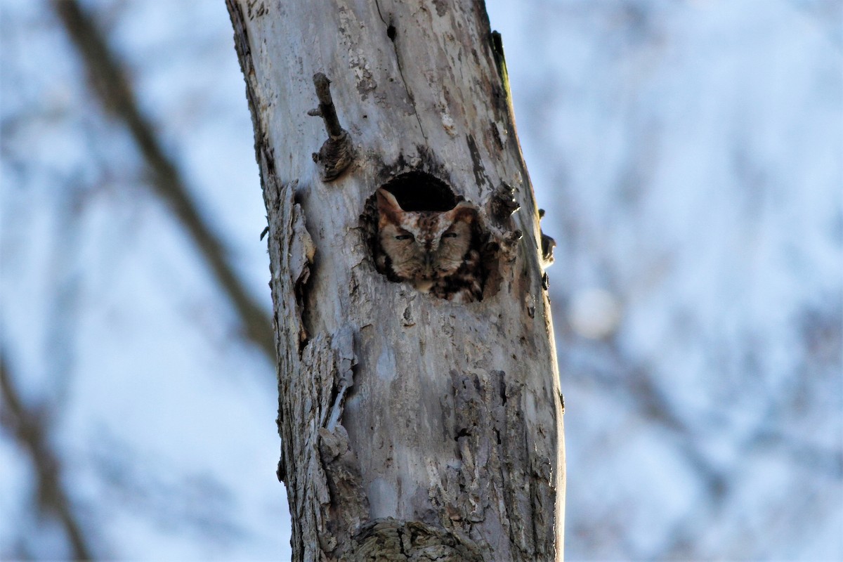 Eastern Screech-Owl - ML139582131