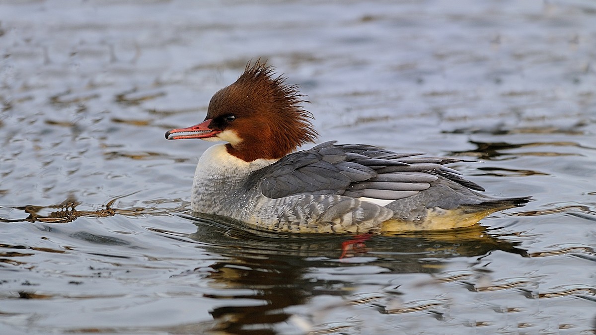 Common Merganser - ML139582171