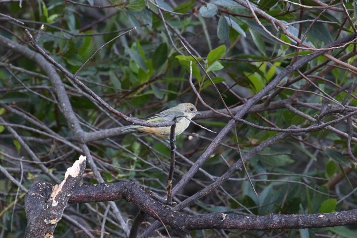 Burnished-buff Tanager - ML139582211