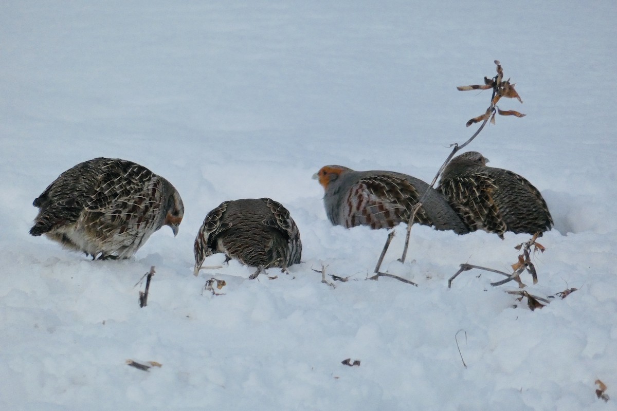 Gray Partridge - ML139582221