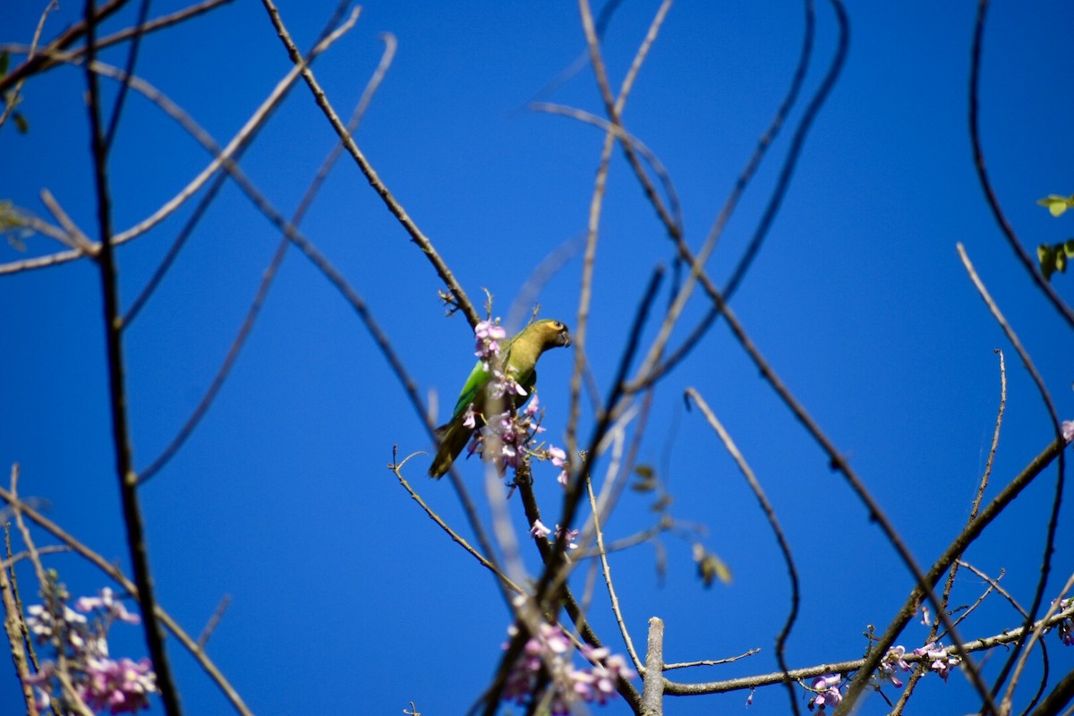 Brown-throated Parakeet - ML139582371