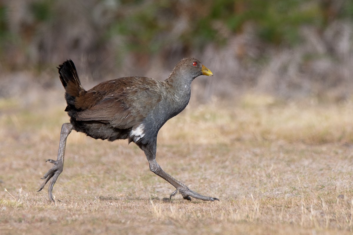 Gallinule de Tasmanie - ML139582411