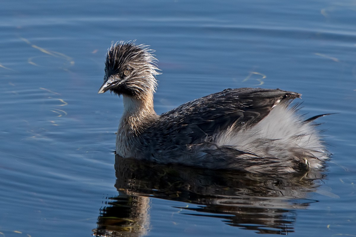 Hoary-headed Grebe - ML139582421