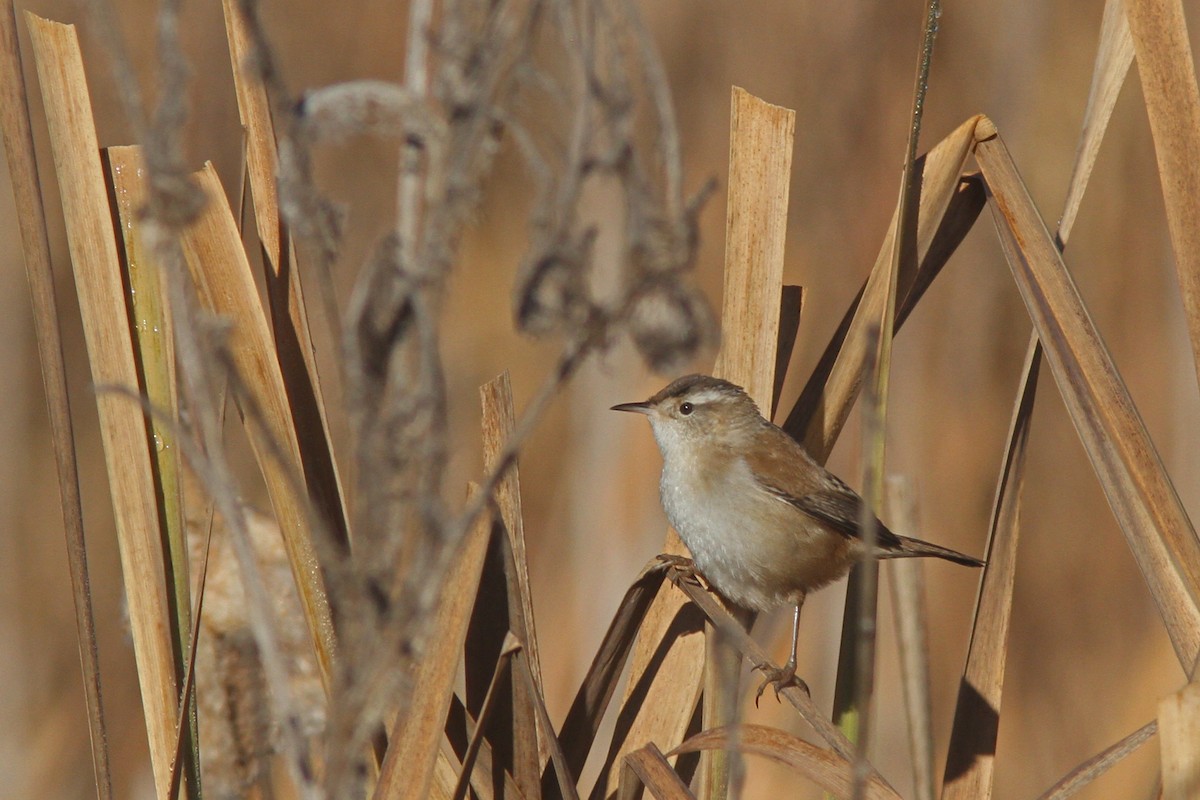 Marsh Wren - Larry Therrien