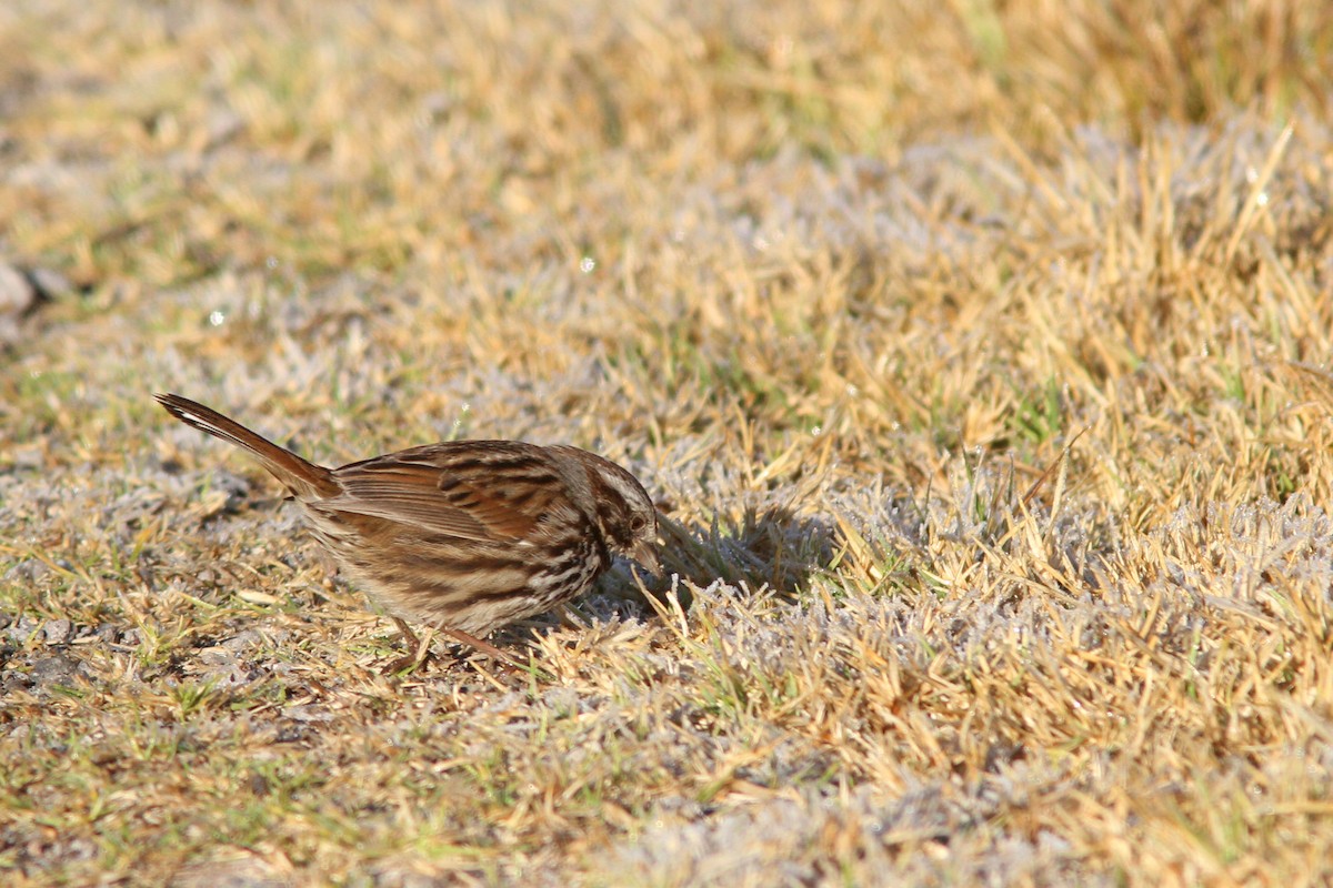 Song Sparrow (mexicana Group) - ML139583301