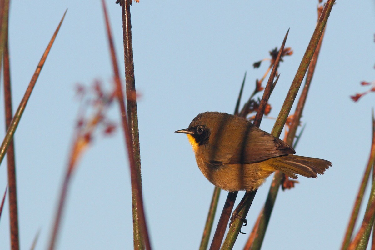 Black-polled Yellowthroat - Larry Therrien