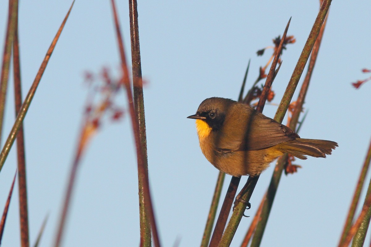 Black-polled Yellowthroat - Larry Therrien