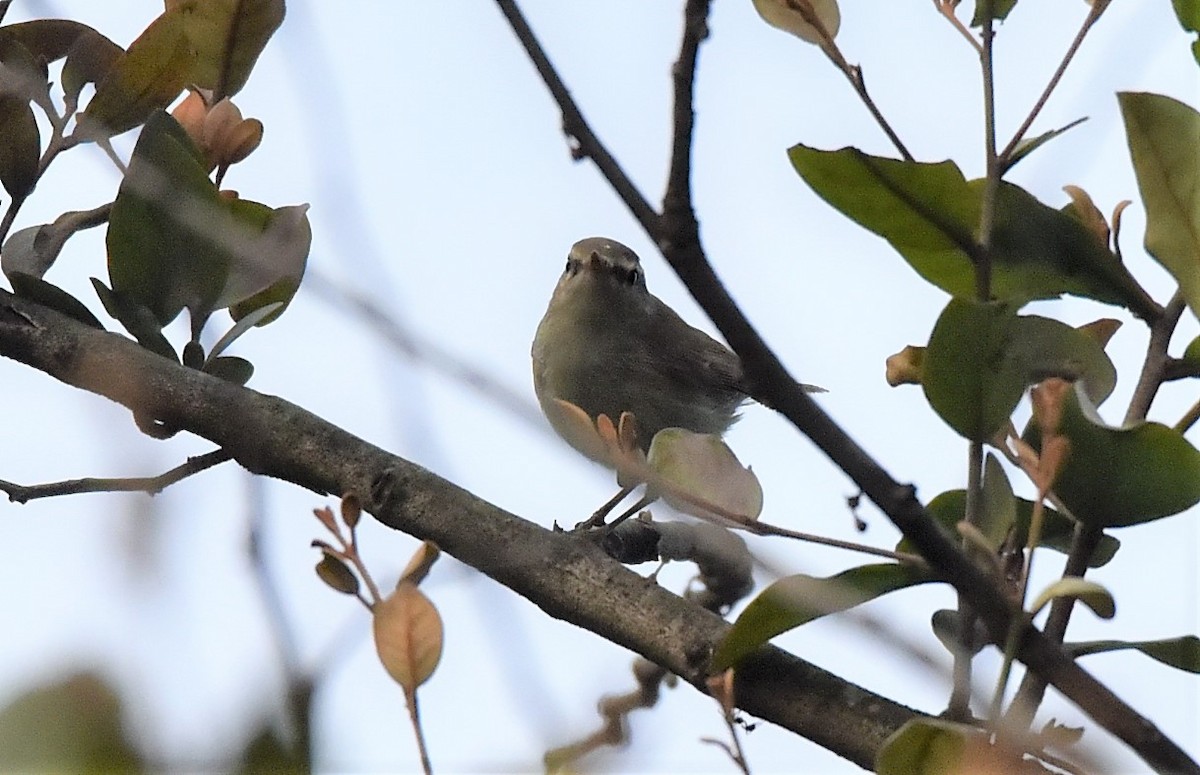 Greenish Warbler - ML139583901