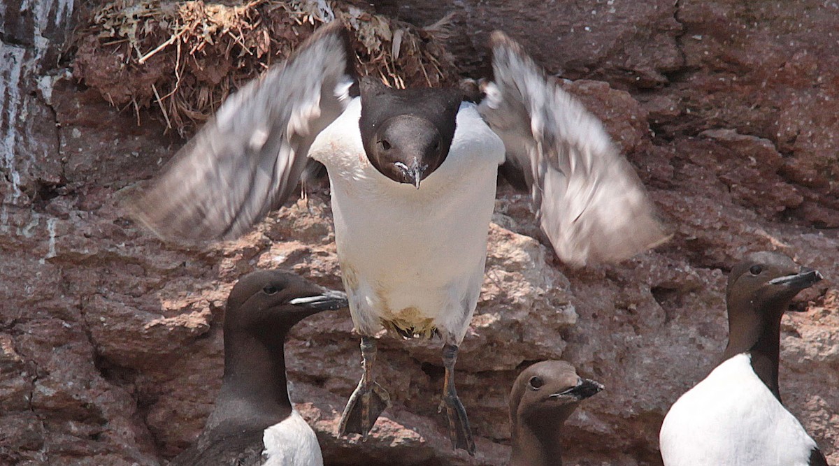 Thick-billed Murre - Gilles Ethier