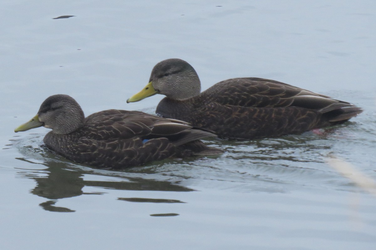 American Black Duck - ML139584441