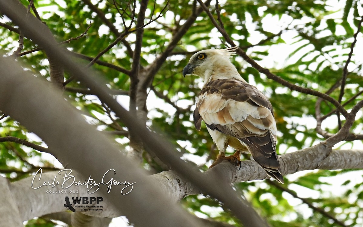 Jerdon's Baza - ML139585301