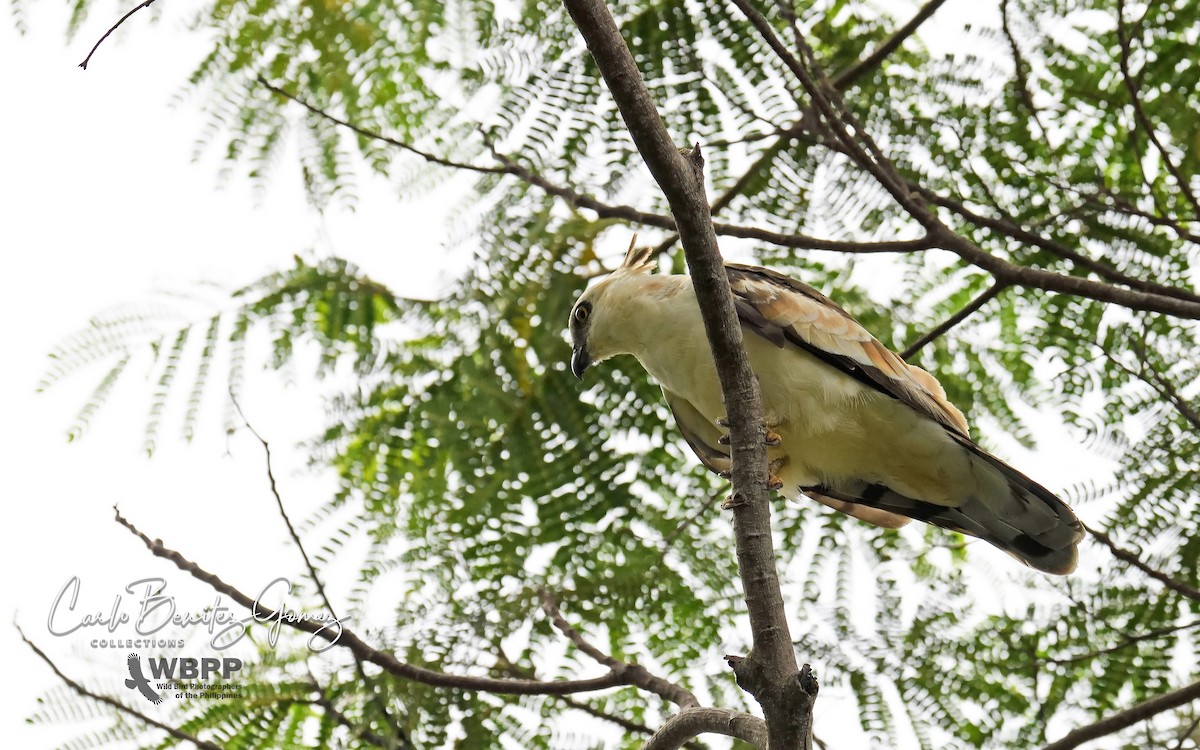 Jerdon's Baza - ML139585311