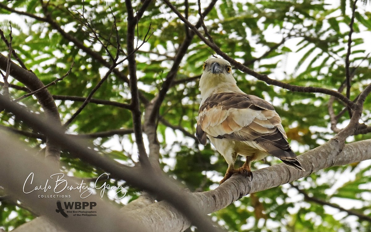 Jerdon's Baza - ML139585321