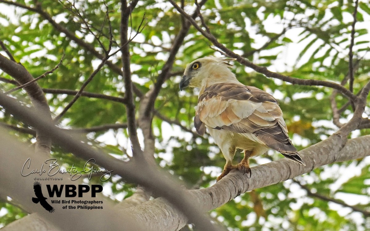 Jerdon's Baza - ML139585341