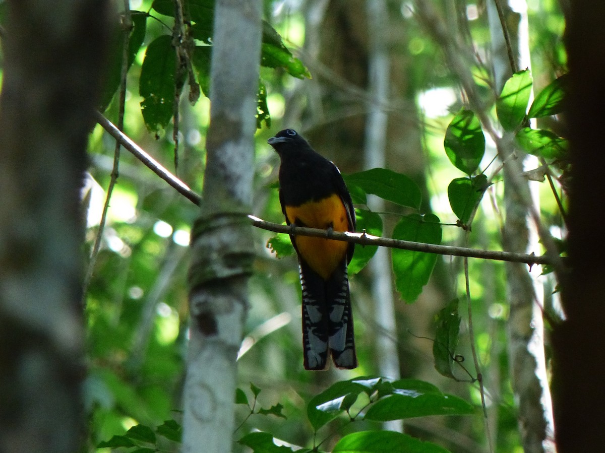 Green-backed Trogon - ML139585551