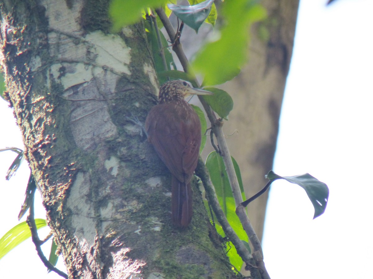 Straight-billed Woodcreeper - ML139585581