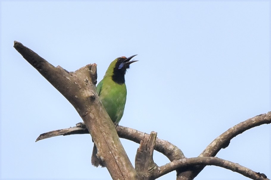 Golden-fronted Leafbird - ML139585811