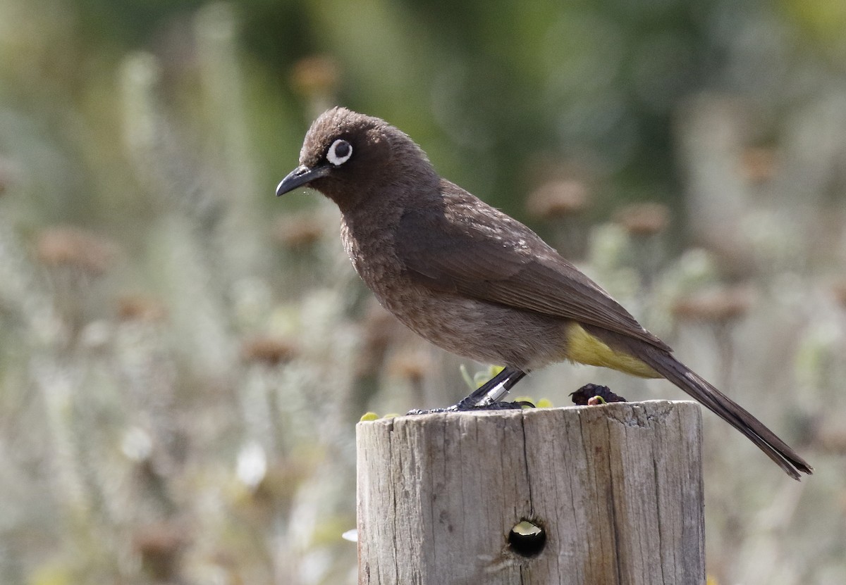 Cape Bulbul - ML139585821