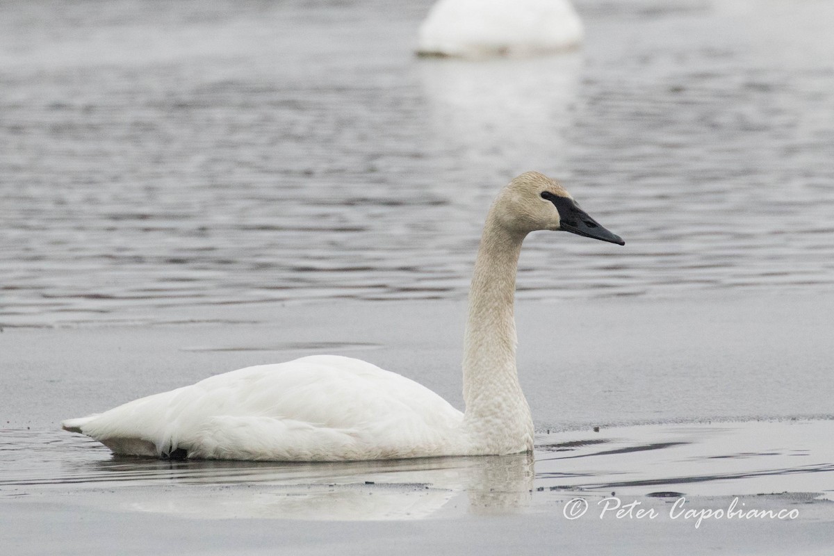 Trumpeter Swan - Peter Capobianco