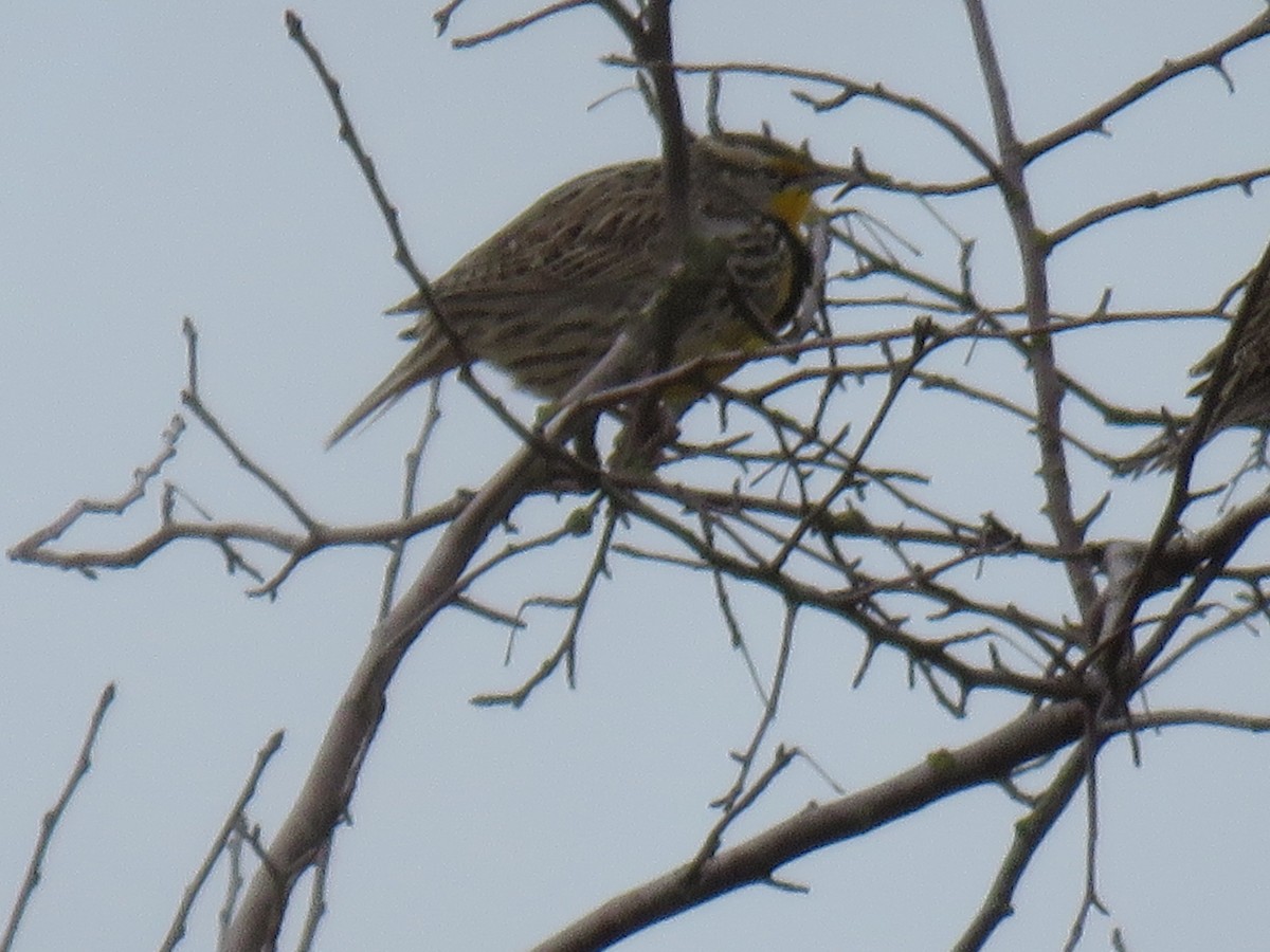 Western Meadowlark - ML139586161