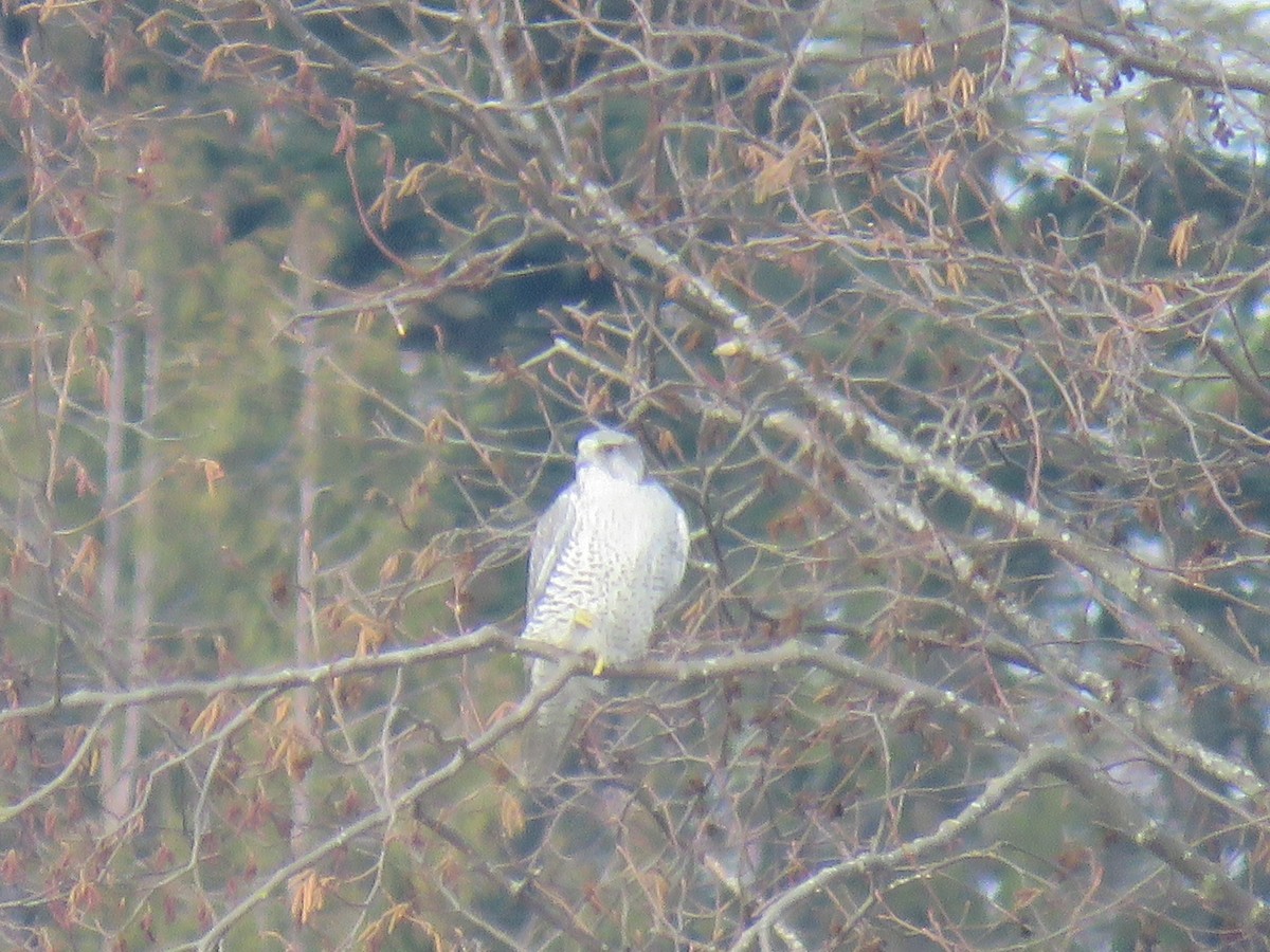 Gyrfalcon - ML139586351