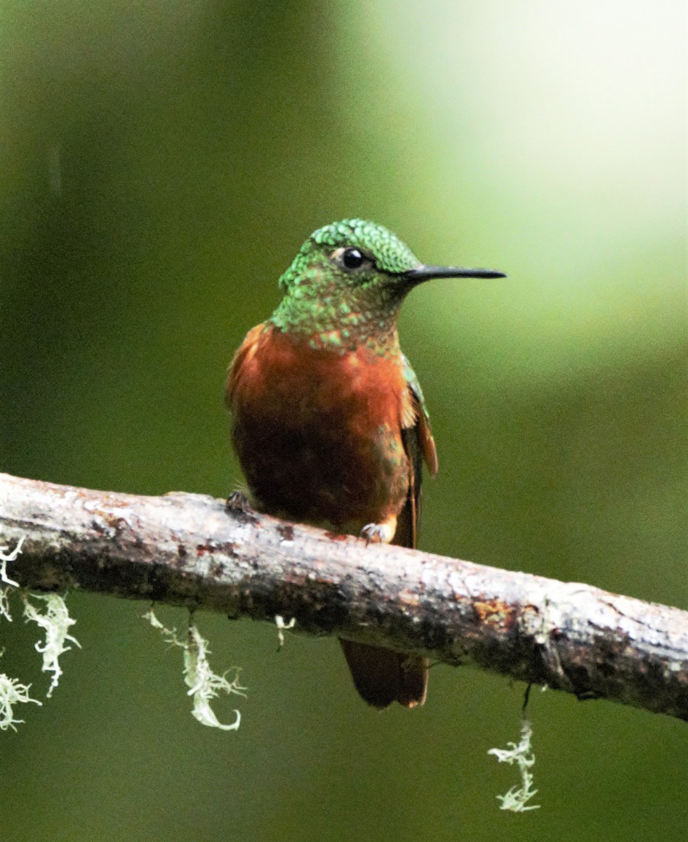 Chestnut-breasted Coronet - ML139586781