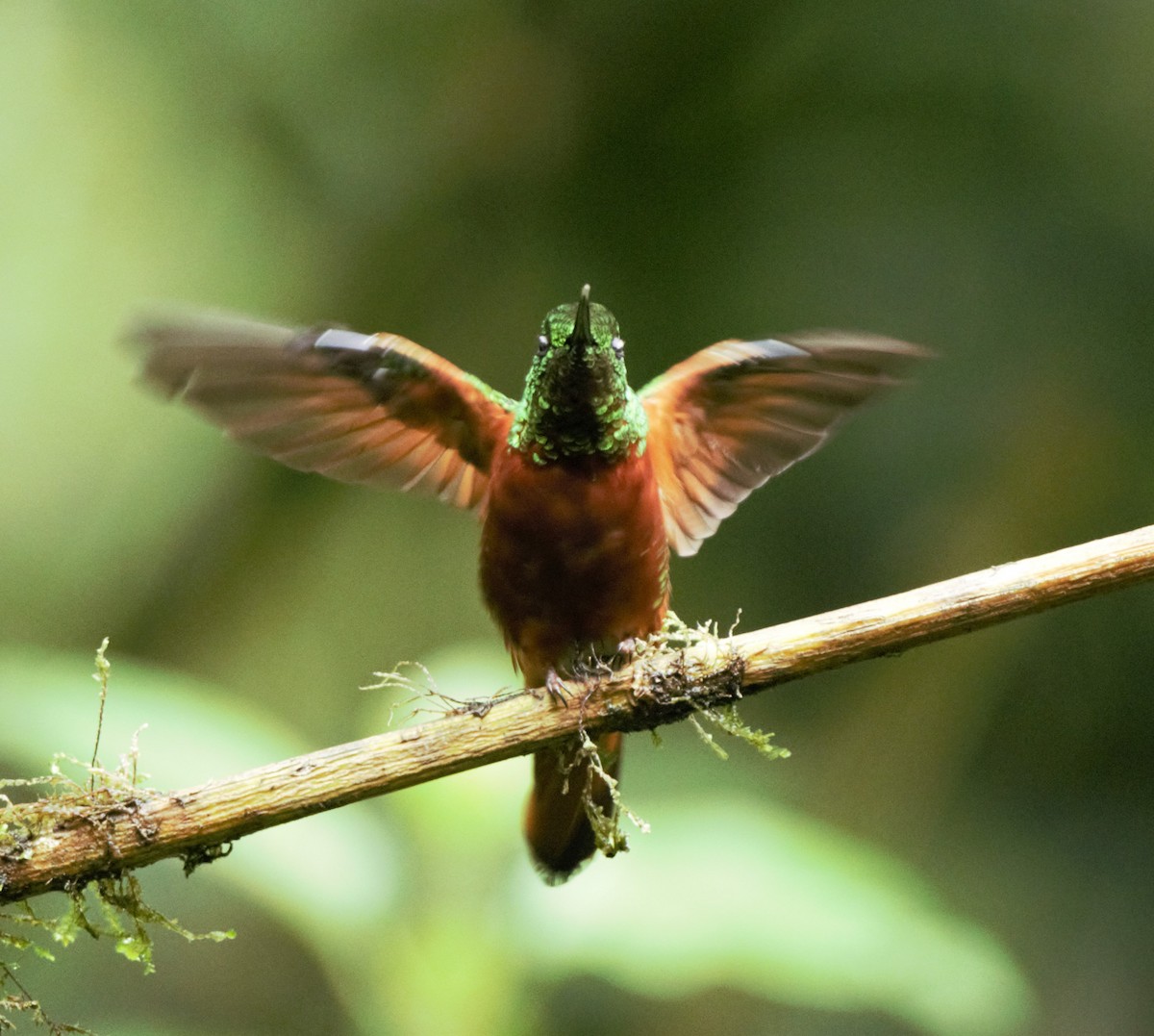 kolibřík peruánský - ML139586791