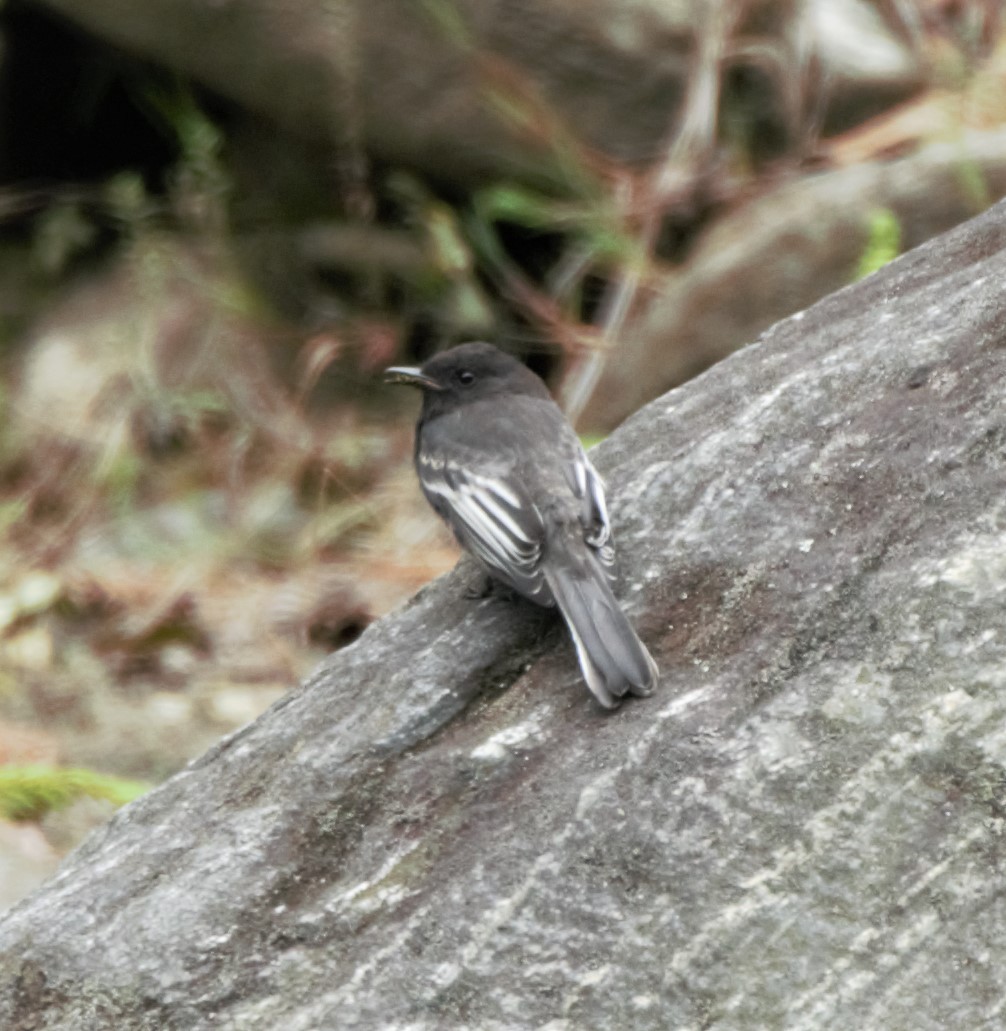 Black Phoebe (White-winged) - Sue Riffe