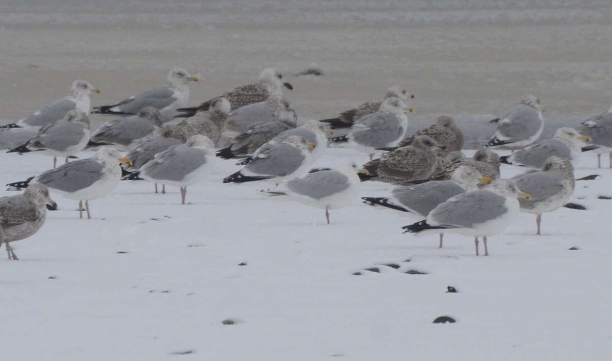 Iceland Gull (kumlieni) - ML139587331