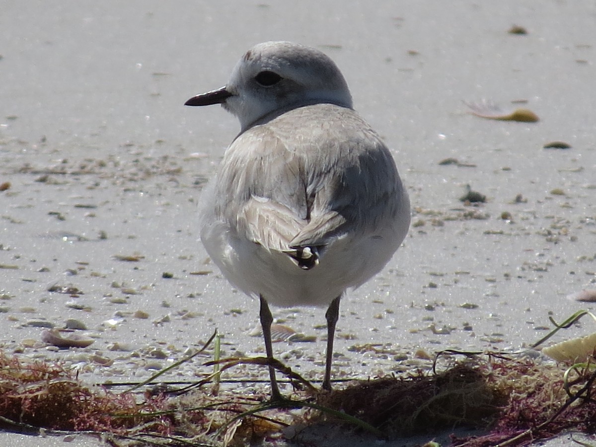 Snowy Plover - ML139587381