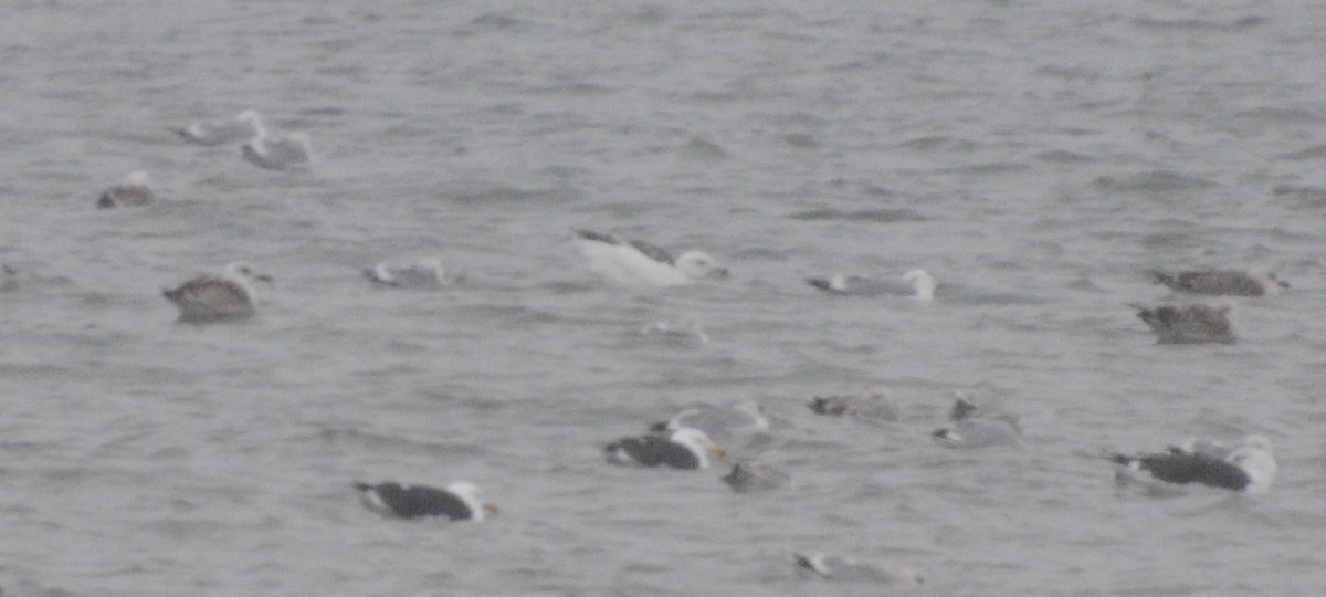 Glaucous Gull - ML139587461