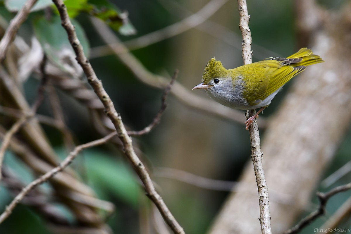 White-bellied Erpornis - Cheng-Ru Tsai