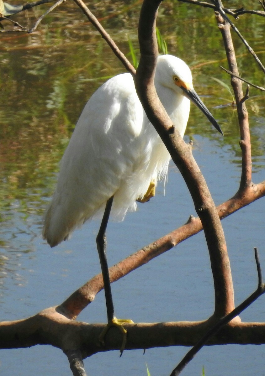 Snowy Egret - ML139588891