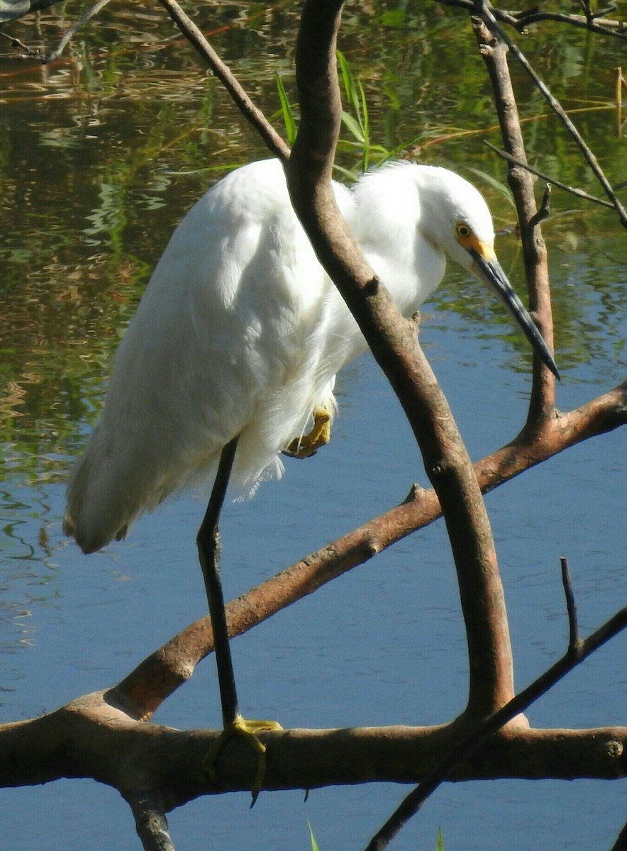 Snowy Egret - ML139588901