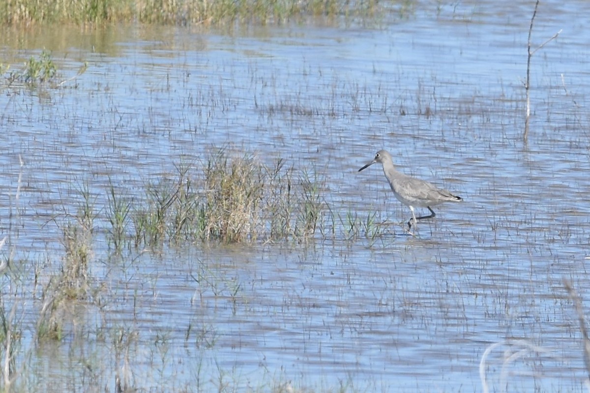 Willet - ML139591221