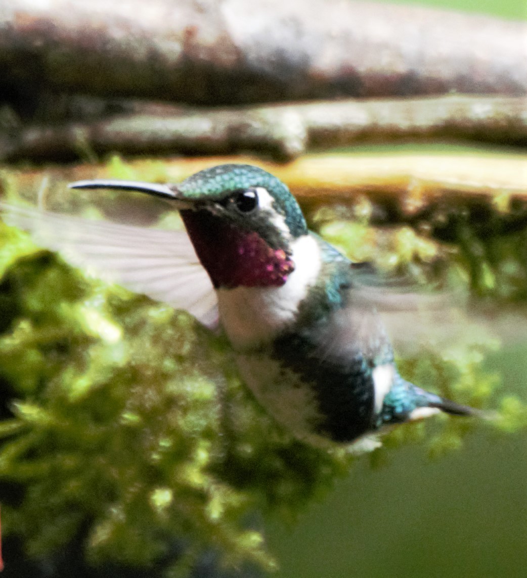 Colibri de Mulsant - ML139591931