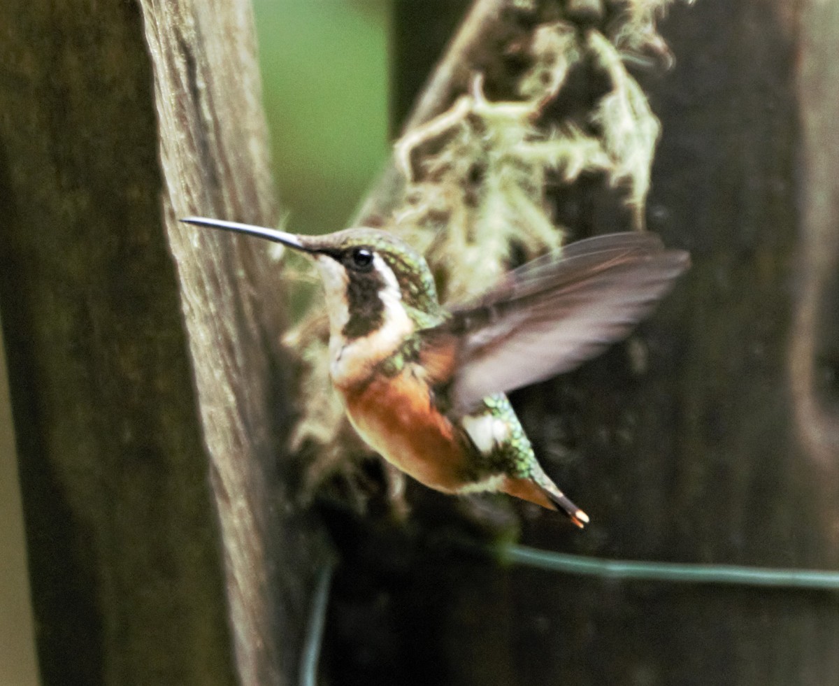 White-bellied Woodstar - Sue Riffe