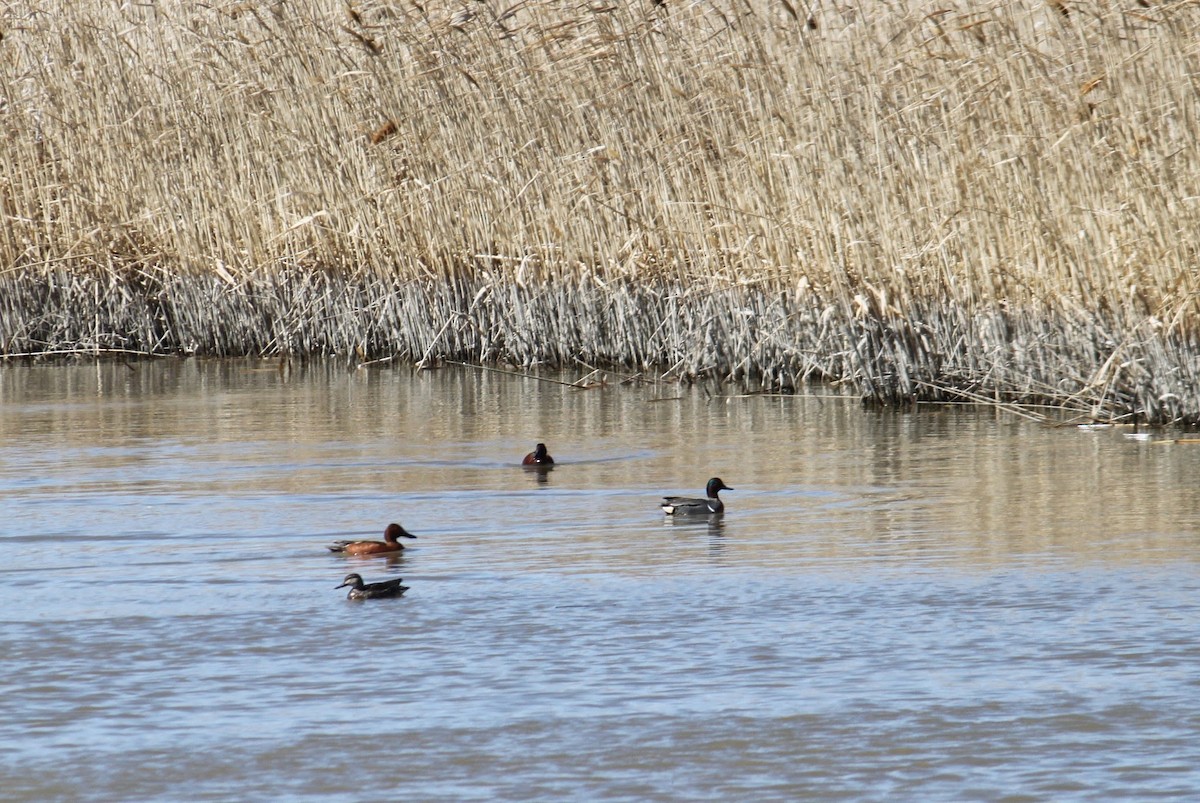 Green-winged Teal - ML139591971