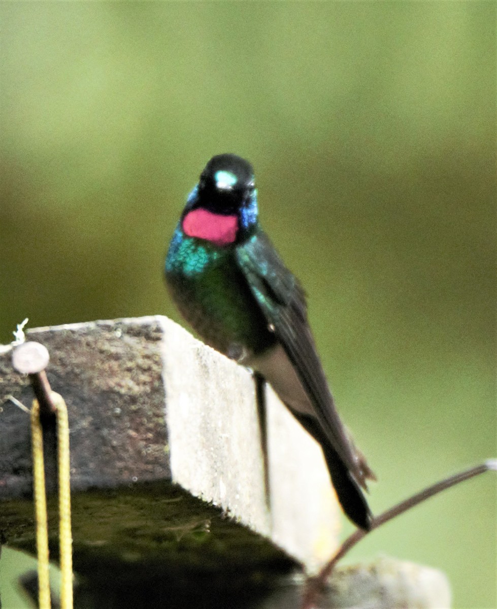 kolibřík turmalinový - ML139592211