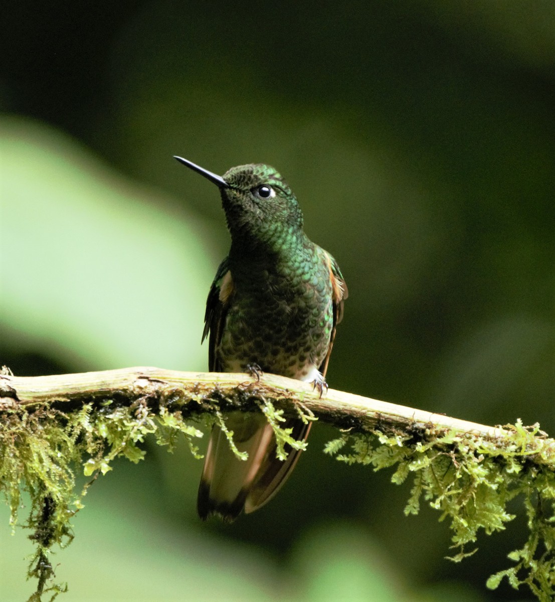 Buff-tailed Coronet - ML139592441