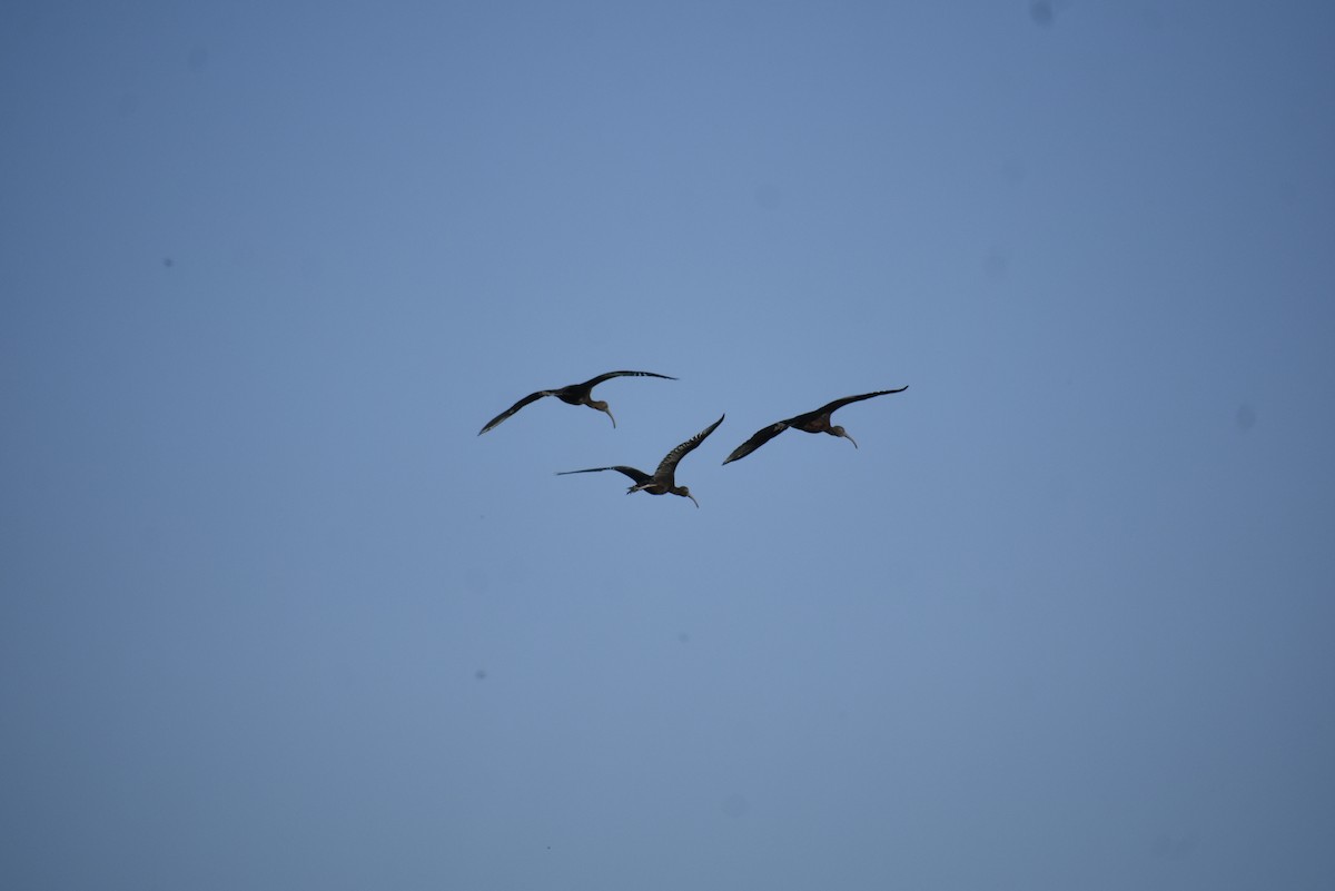 Glossy Ibis - John Karratti