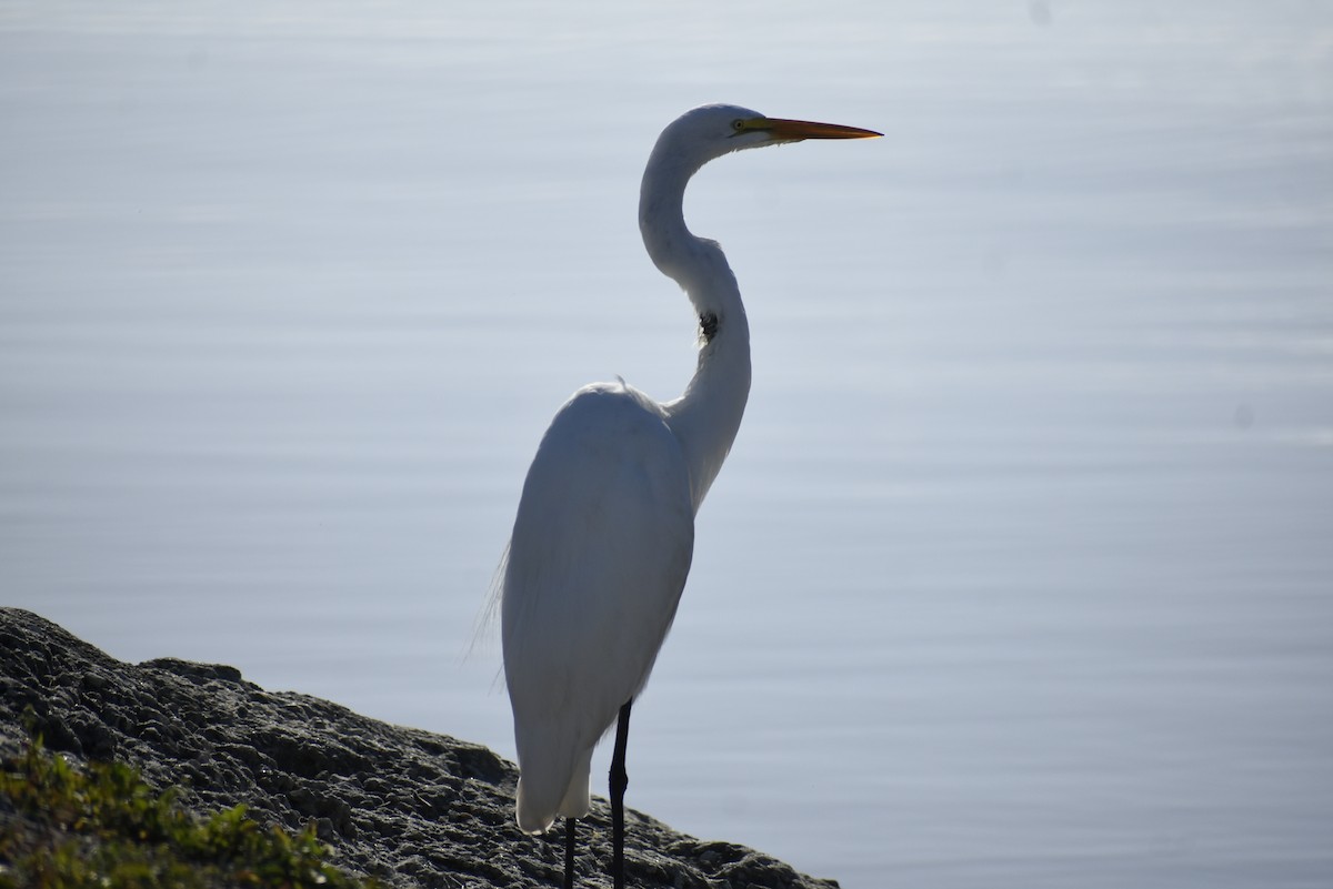 Great Egret - John Karratti