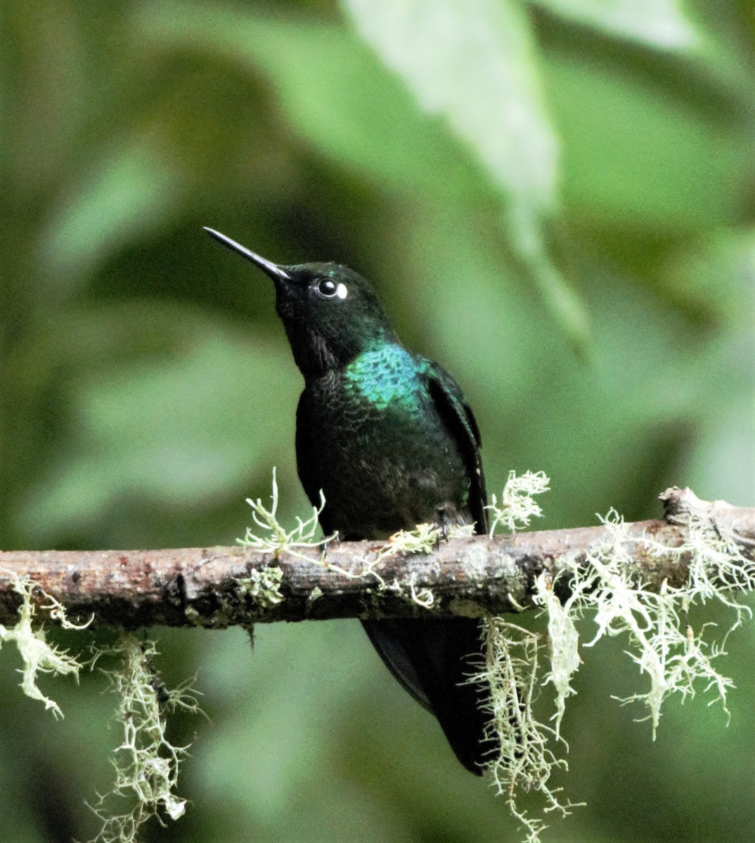 Colibrí Turmalina - ML139593331