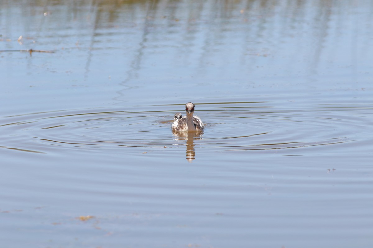 Silvery Grebe - ML139593761